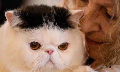 Scientists Uncover Horrifying Reason Why Humans Domesticated Cats