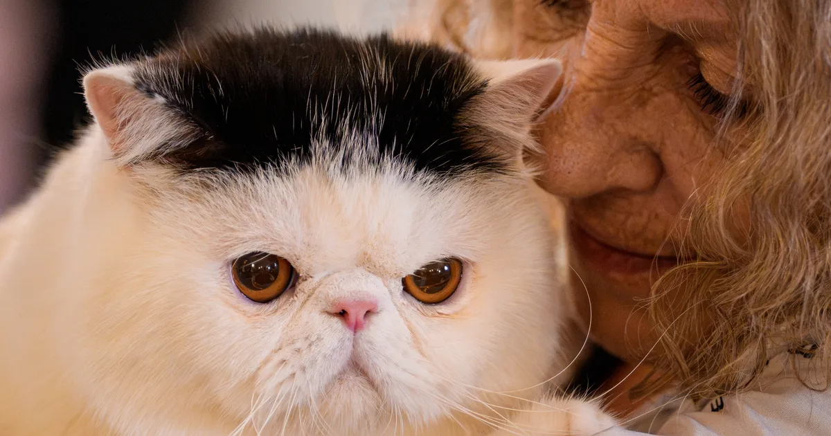 Scientists Uncover Horrifying Reason Why Humans Domesticated Cats