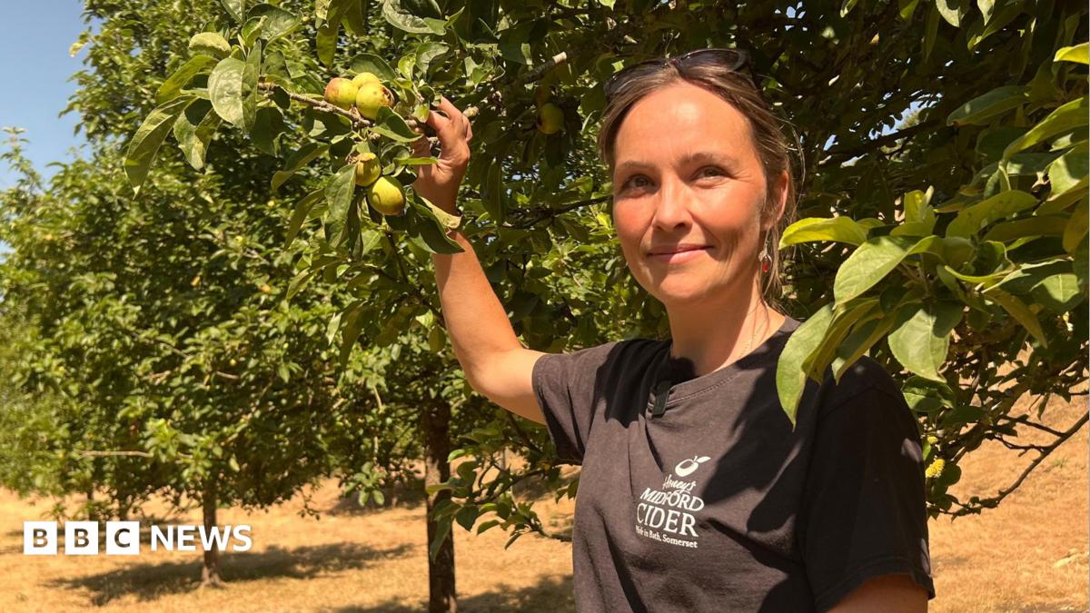 A young woman wearing a black T-shirt stands next to a line of trees in an apple orchard on a sunny day. The grass is dry and yellow and she has her right arm raised with her hand holding a branch which has small green apples on the end