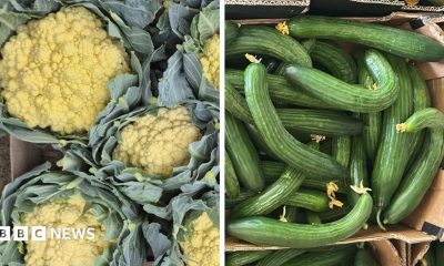 On the left, yellow cauliflower heads, and on the right, bent cucumbers.
