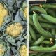 On the left, yellow cauliflower heads, and on the right, bent cucumbers.