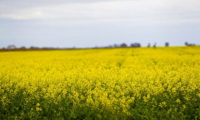 Major market reopens for Australian canola