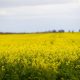 Major market reopens for Australian canola