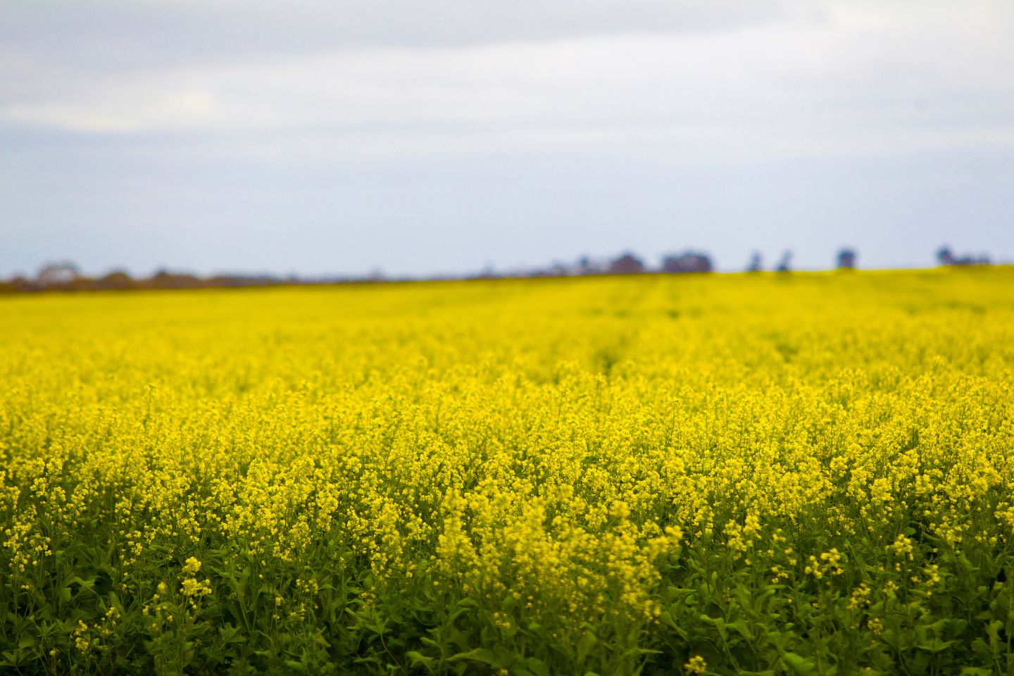 Major market reopens for Australian canola
