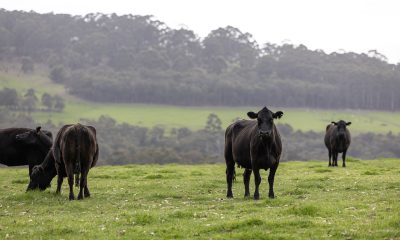 Fremantle Seaweed signs deal for dairy cattle, feedlot supplements
