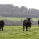 Fremantle Seaweed signs deal for dairy cattle, feedlot supplements