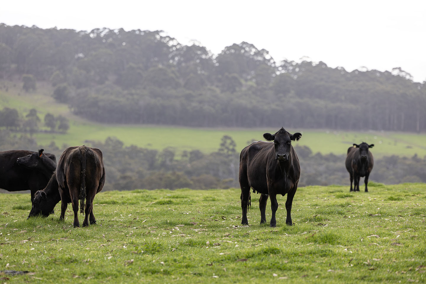 Fremantle Seaweed signs deal for dairy cattle, feedlot supplements