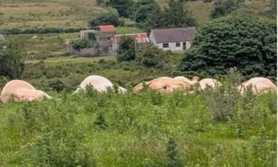 Four cows lay motionless in the distance on a field in County Tyrone, partly covered by grass