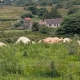 Four cows lay motionless in the distance on a field in County Tyrone, partly covered by grass
