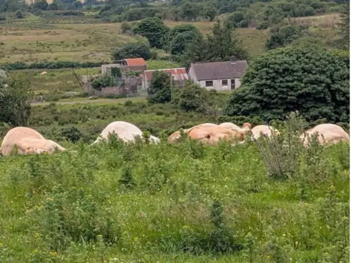 Four cows lay motionless in the distance on a field in County Tyrone, partly covered by grass