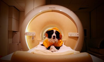 Your Dog Really Can Tell When You're Happy