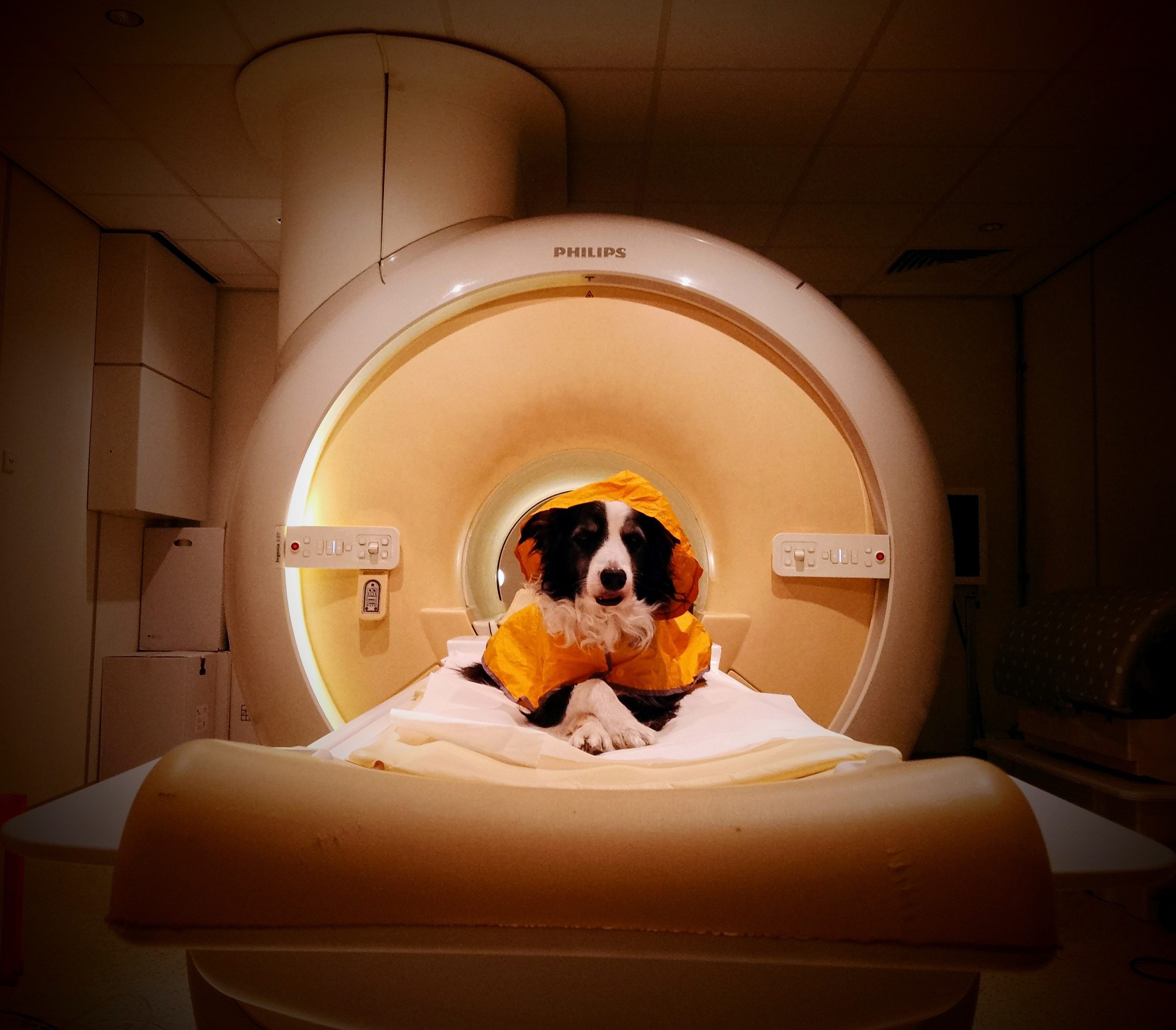 Your Dog Really Can Tell When You're Happy