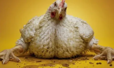 A section of a poster from Project Slingshot's Frankenchickens campaign