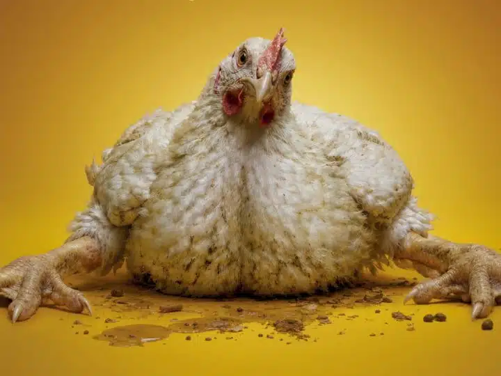 A section of a poster from Project Slingshot's Frankenchickens campaign