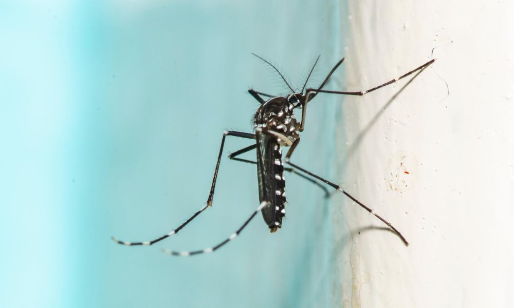 15 Things Mosquito Experts Never Do in the Summer