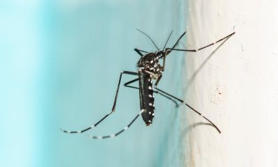 15 Things Mosquito Experts Never Do in the Summer
