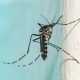 15 Things Mosquito Experts Never Do in the Summer