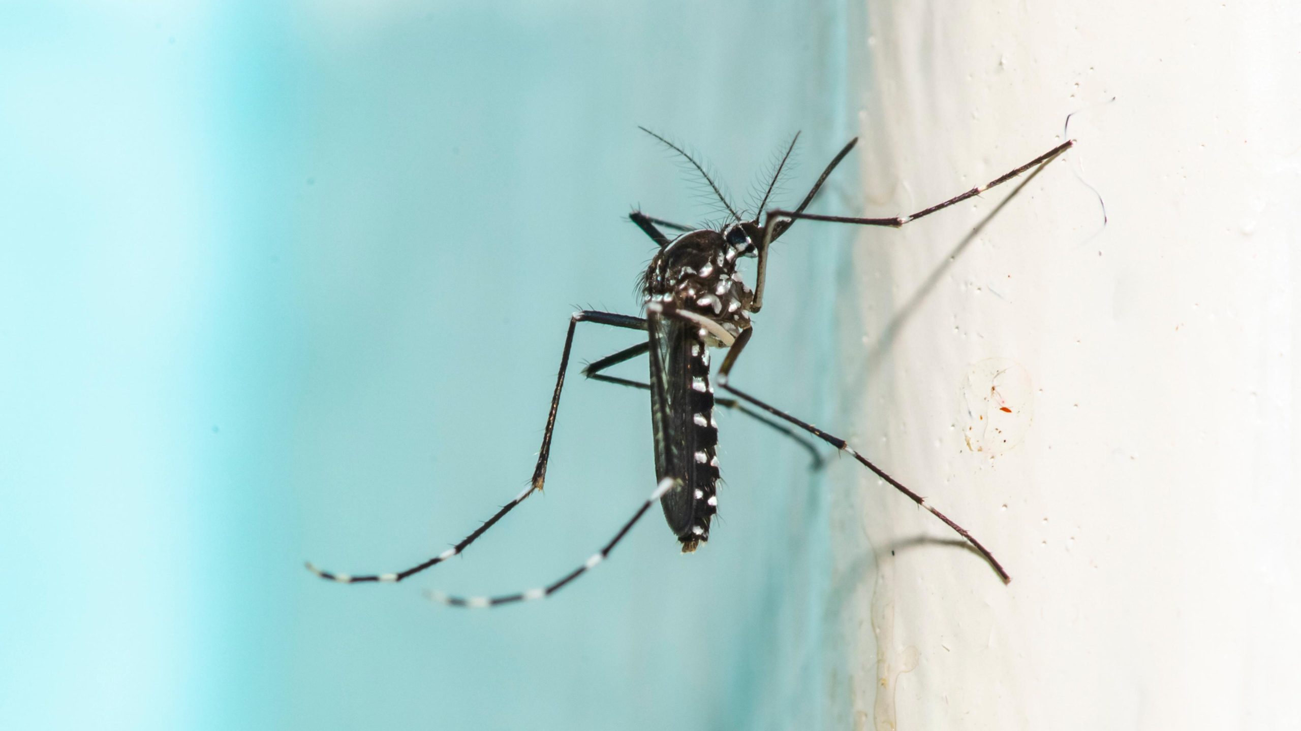 15 Things Mosquito Experts Never Do in the Summer