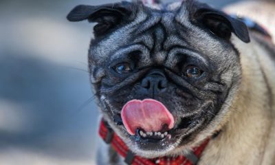 Should You Let Your Dog Lick Your Face? 9 Animal Hygiene Questions, Answered