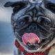 Should You Let Your Dog Lick Your Face? 9 Animal Hygiene Questions, Answered