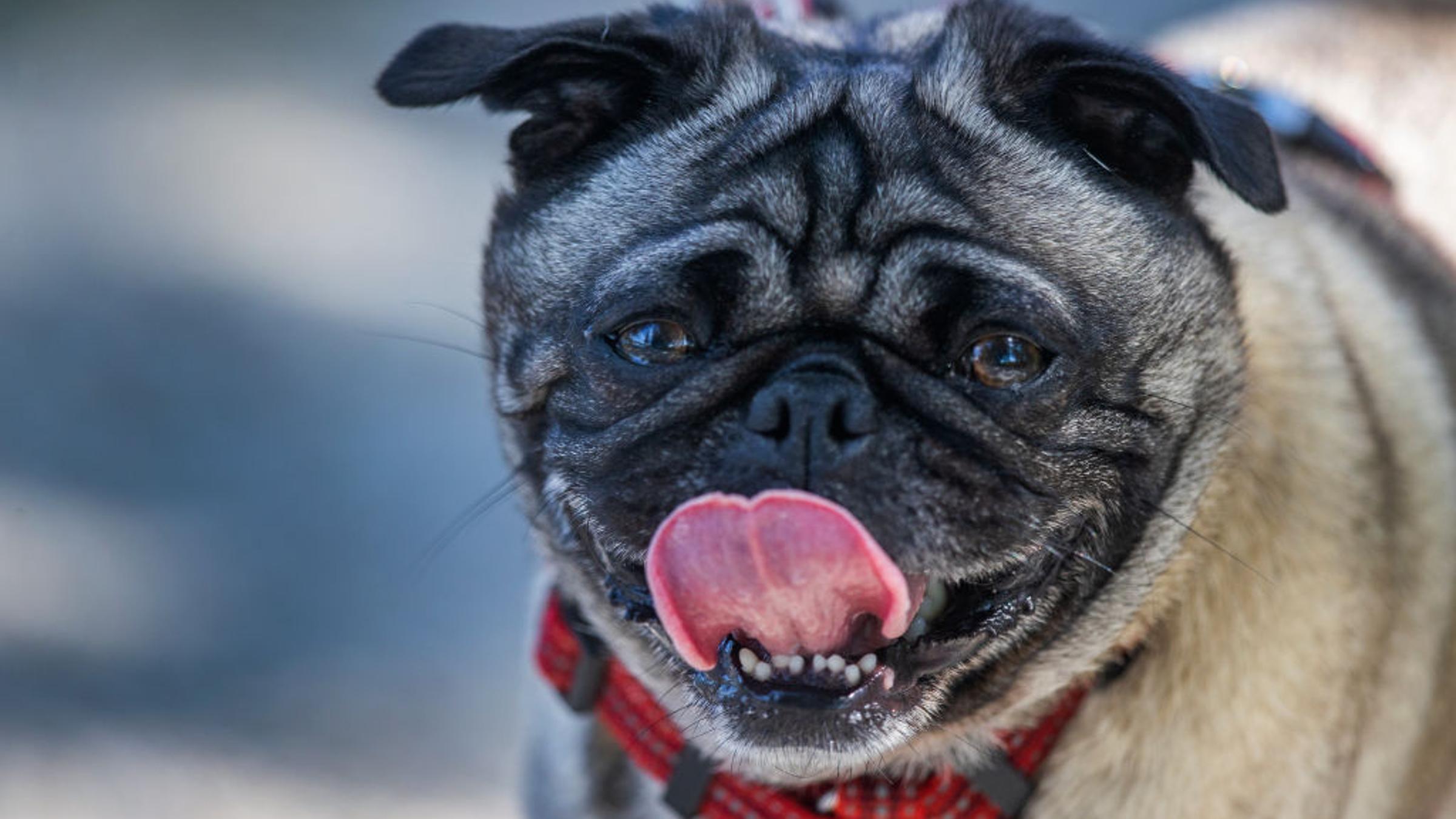 Should You Let Your Dog Lick Your Face? 9 Animal Hygiene Questions, Answered