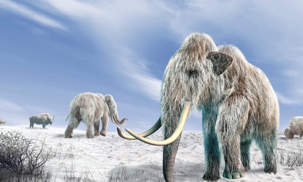 The Woolly Mammoth’s Comeback Is Taking Longer Than Expected
