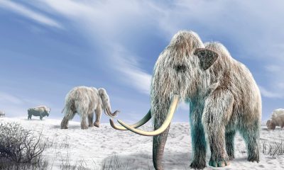 The Woolly Mammoth’s Comeback Is Taking Longer Than Expected