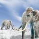 The Woolly Mammoth’s Comeback Is Taking Longer Than Expected