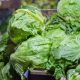Two People Have Died in the Cyclospora Outbreak