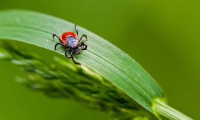 You Can Now Test Ticks for Lyme Disease-Causing Bacteria at Home