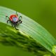 You Can Now Test Ticks for Lyme Disease-Causing Bacteria at Home
