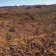 Hammer receives binding offer from Austral