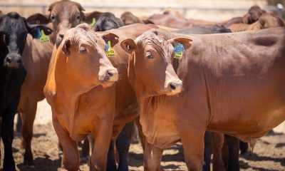 Live cattle export industry seeks policy certainty with launch of 10-year plan