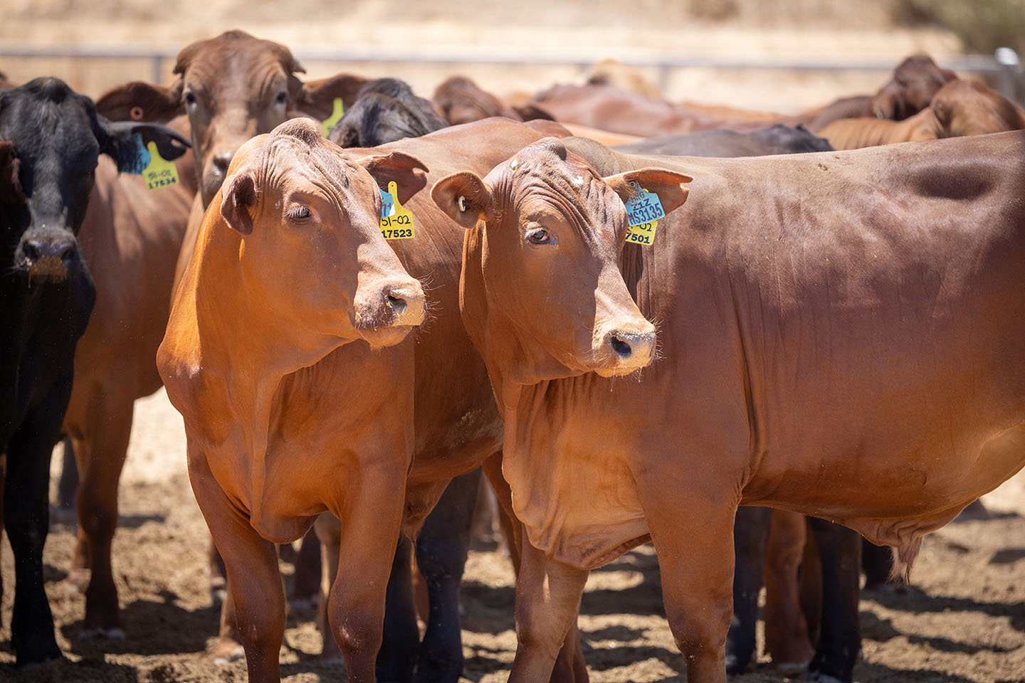 Live cattle export industry seeks policy certainty with launch of 10-year plan