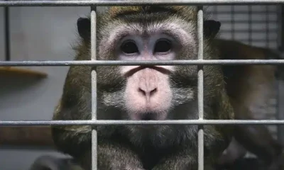 A lab monkey in a cage. Animal experiments.