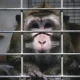 A lab monkey in a cage. Animal experiments.