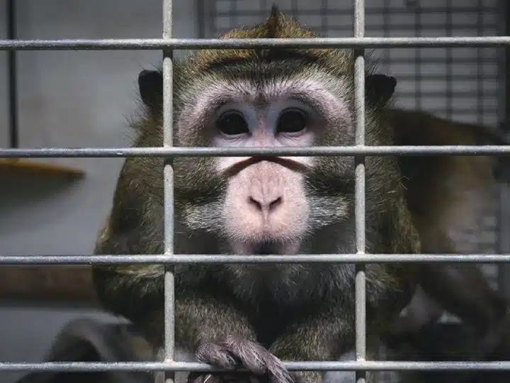 A lab monkey in a cage. Animal experiments.