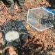 Israel kites