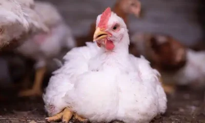 Chicken with leg condition RSPCA chicken advice