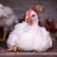 Chicken with leg condition RSPCA chicken advice