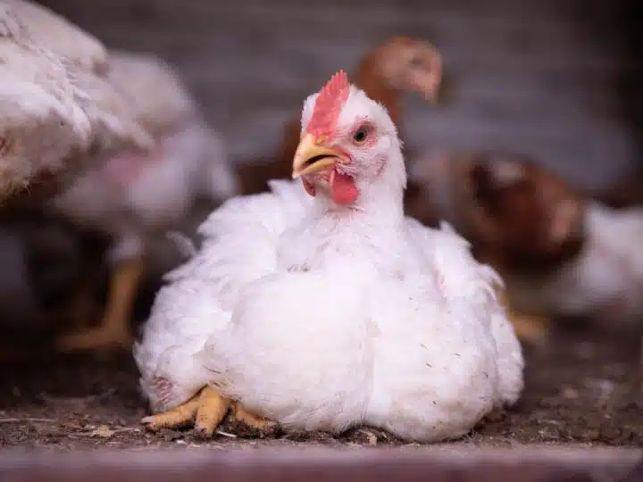 Chicken with leg condition RSPCA chicken advice