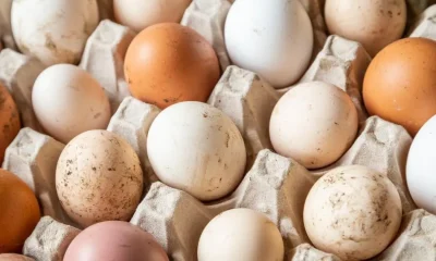 Number of UK cases of salmonella nearing 500 | News UK