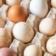 Number of UK cases of salmonella nearing 500 | News UK