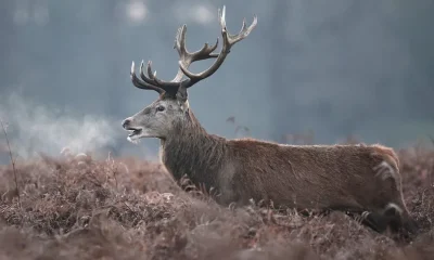 Stag shot dead in Richmond Park after visitor injured in the chest during picnic | News UK