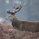 Stag shot dead in Richmond Park after visitor injured in the chest during picnic | News UK