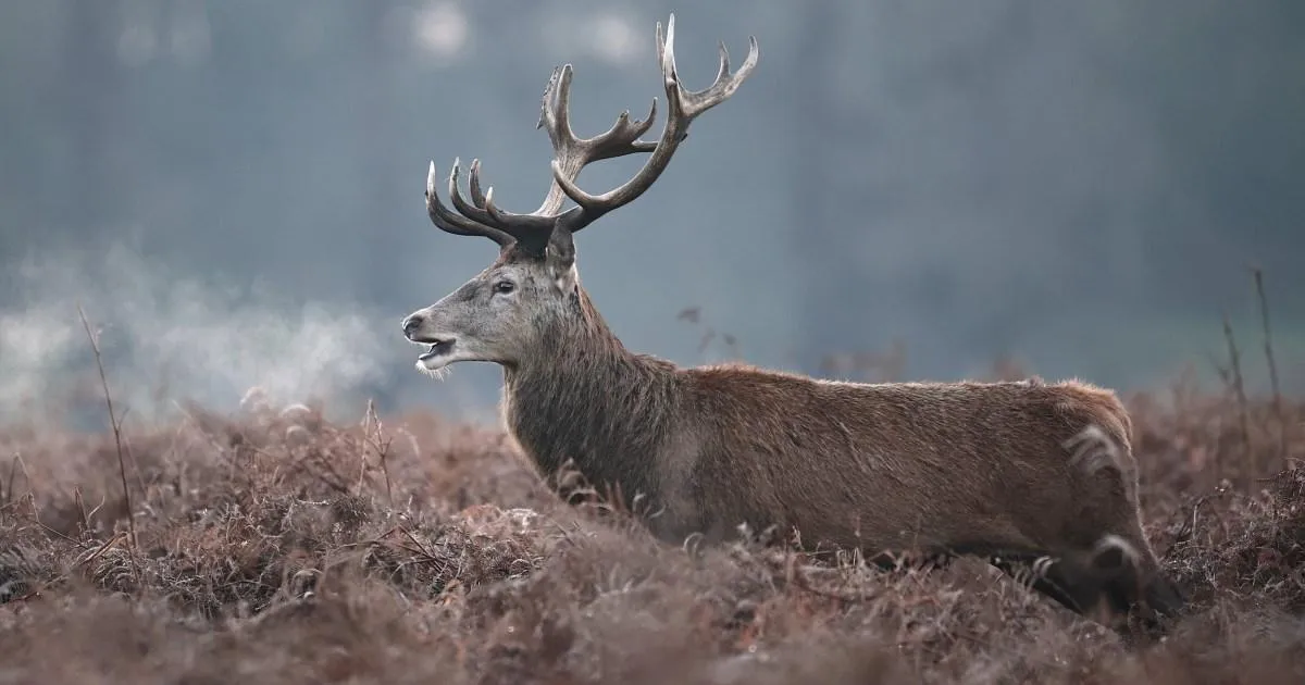 Stag shot dead in Richmond Park after visitor injured in the chest during picnic | News UK