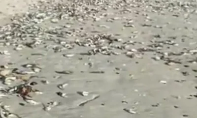 Mystery virus kills thousands of fish | News World