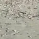 Mystery virus kills thousands of fish | News World