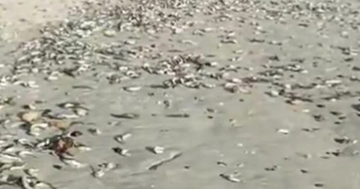 Mystery virus kills thousands of fish | News World