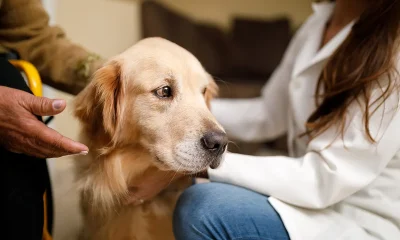 Years dog food recall issued after nearly 200 reports of dog eye issues